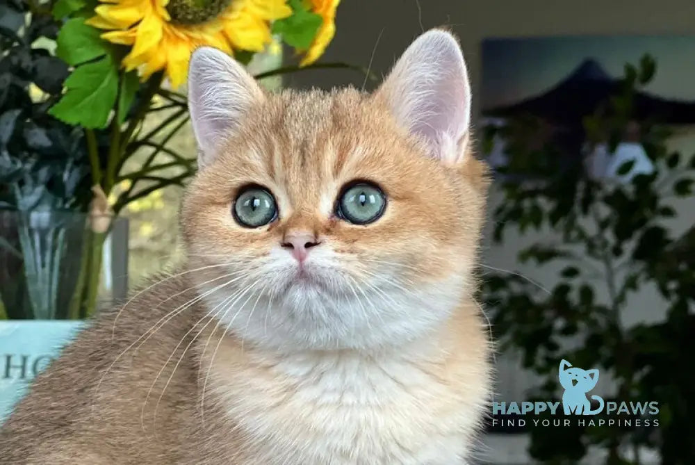 Monika British Shorthair female black golden shaded live animals