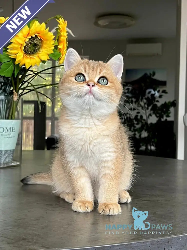 Monika British Shorthair female black golden shaded live animals