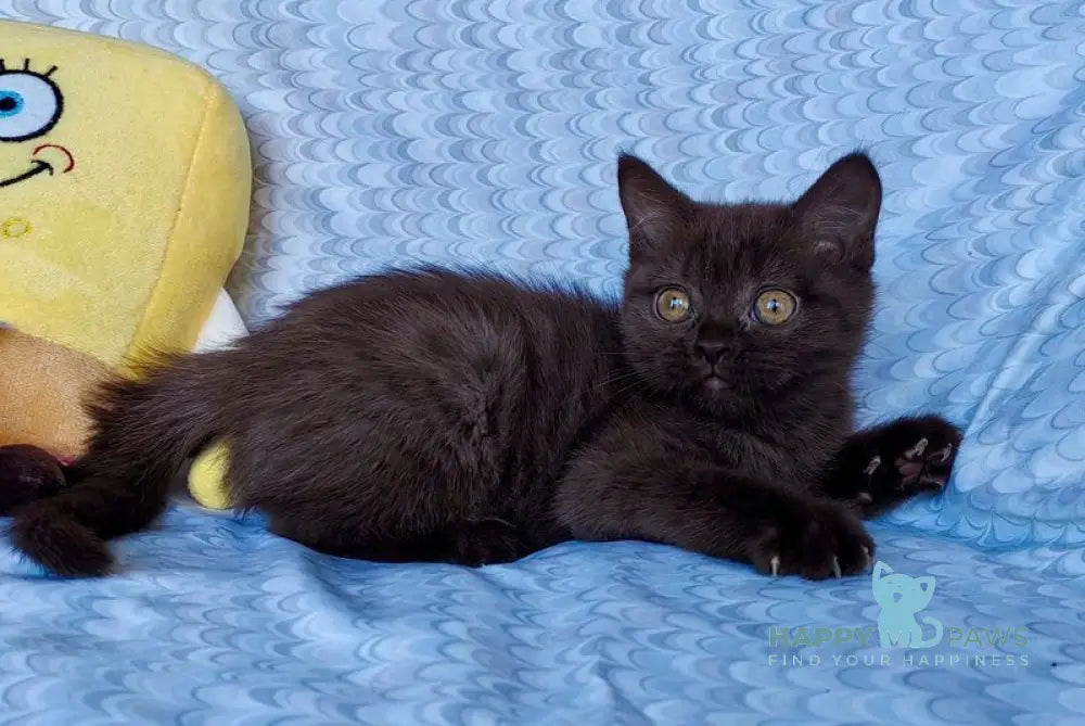Monika British Shorthair female chocolate live animals