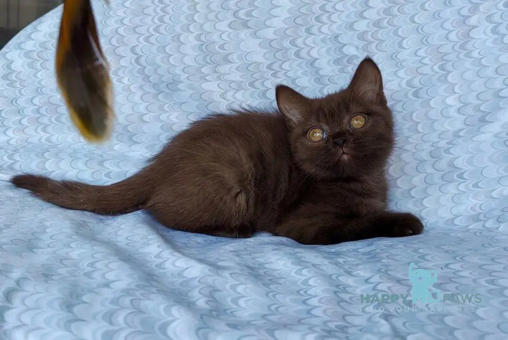 Monika British Shorthair female chocolate live animals