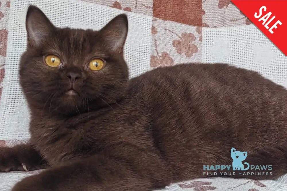 Monika British Shorthair female chocolate live animals