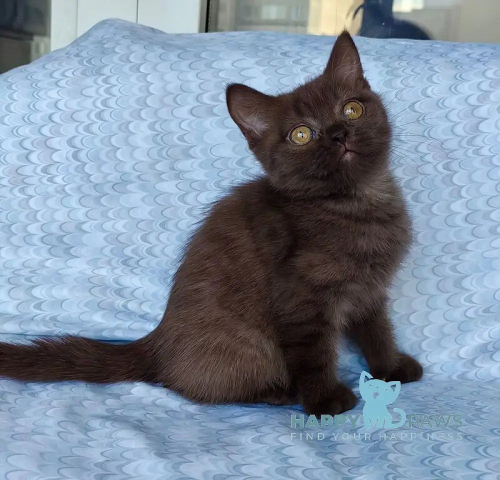 Monika British Shorthair female chocolate live animals