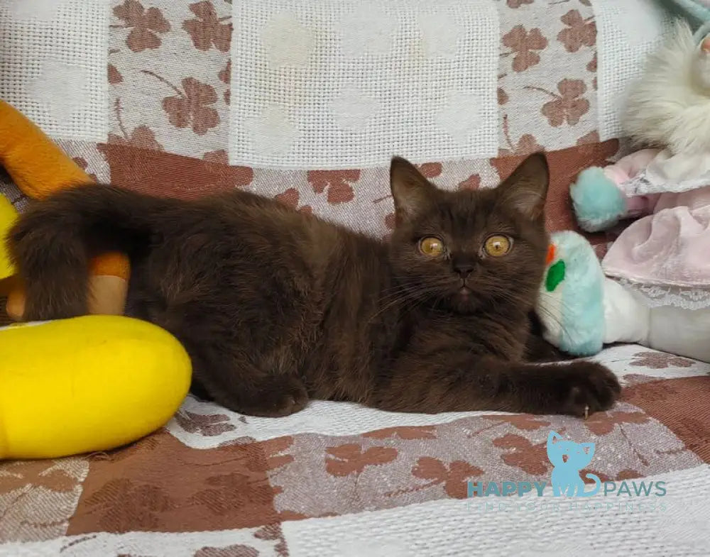 Monika British Shorthair female chocolate live animals