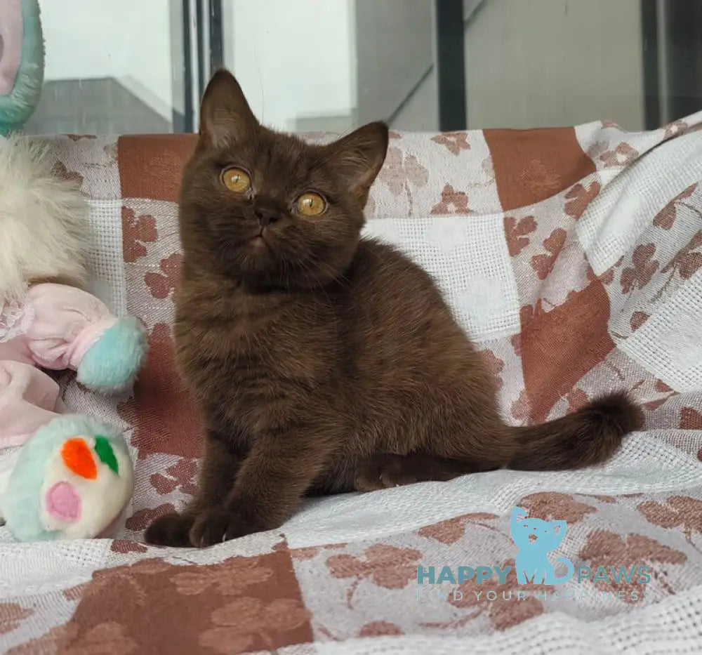Monika British Shorthair female chocolate live animals