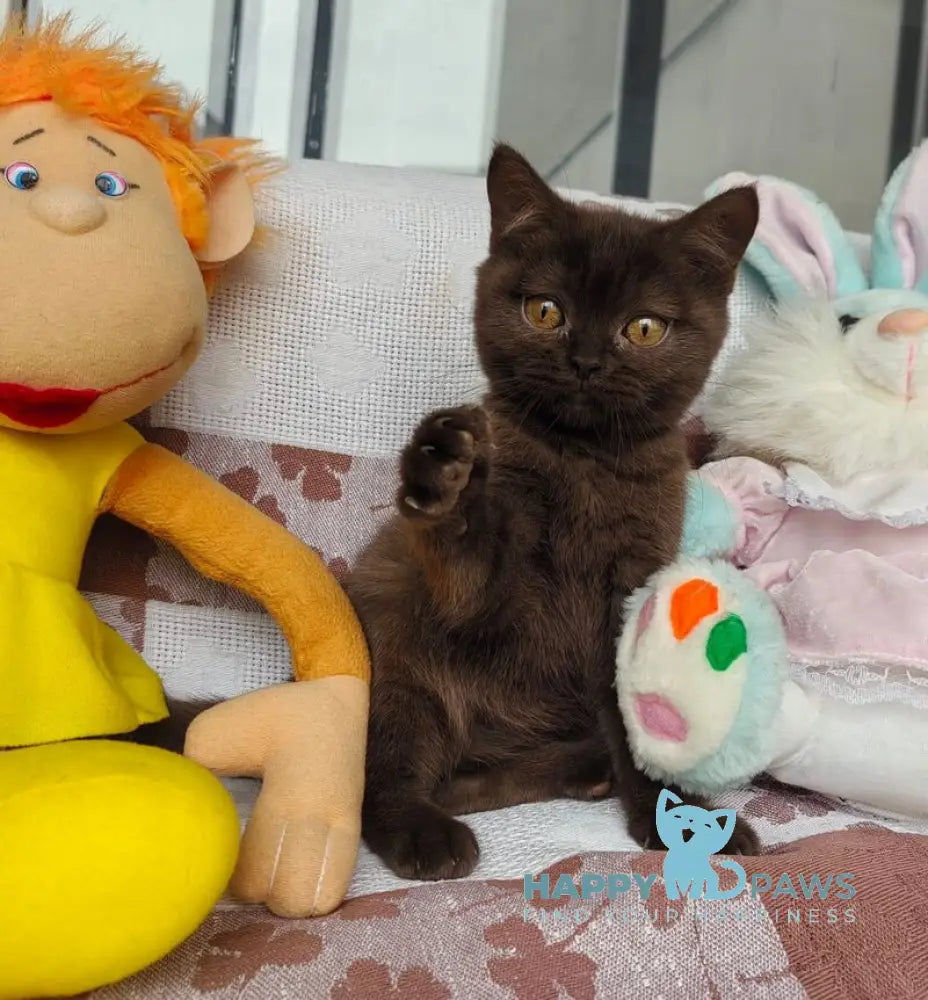Monika British Shorthair female chocolate live animals
