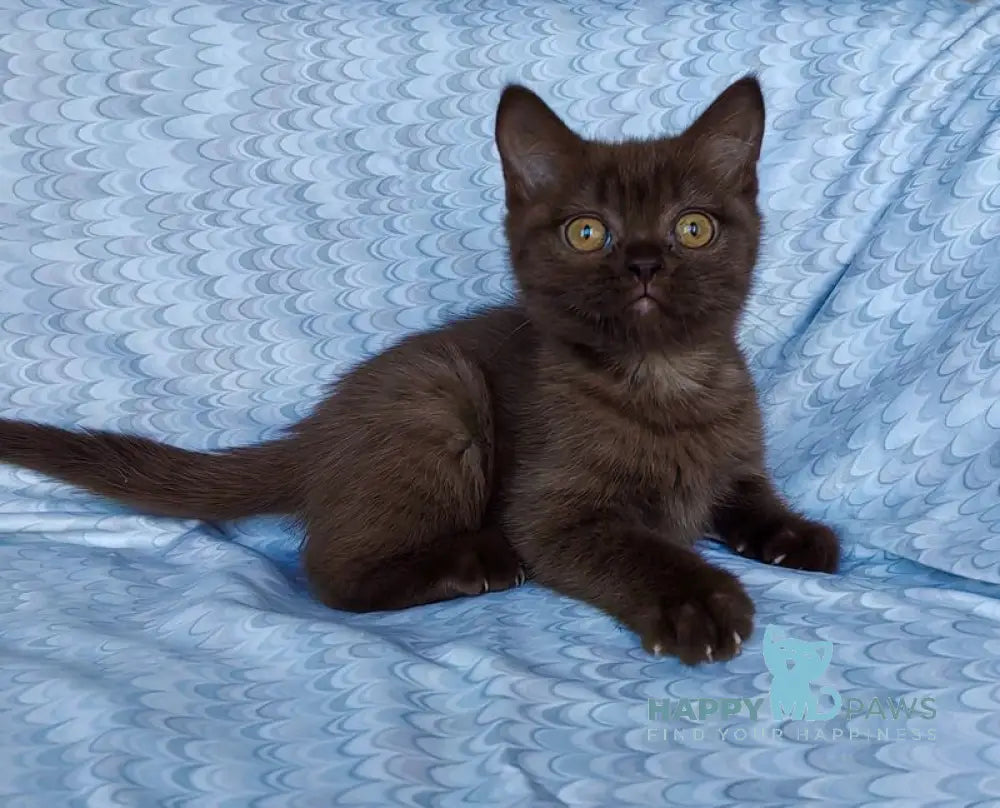 Monika British Shorthair female chocolate live animals