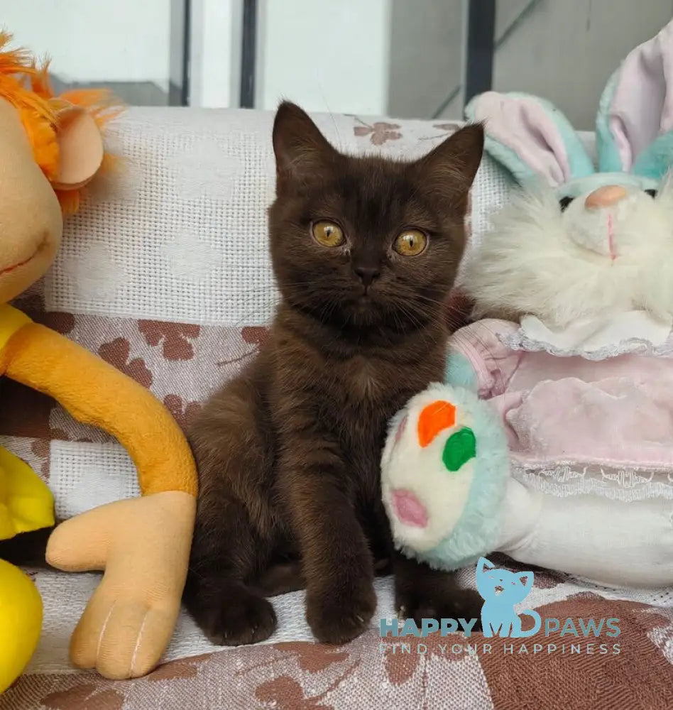 Monika British Shorthair female chocolate live animals