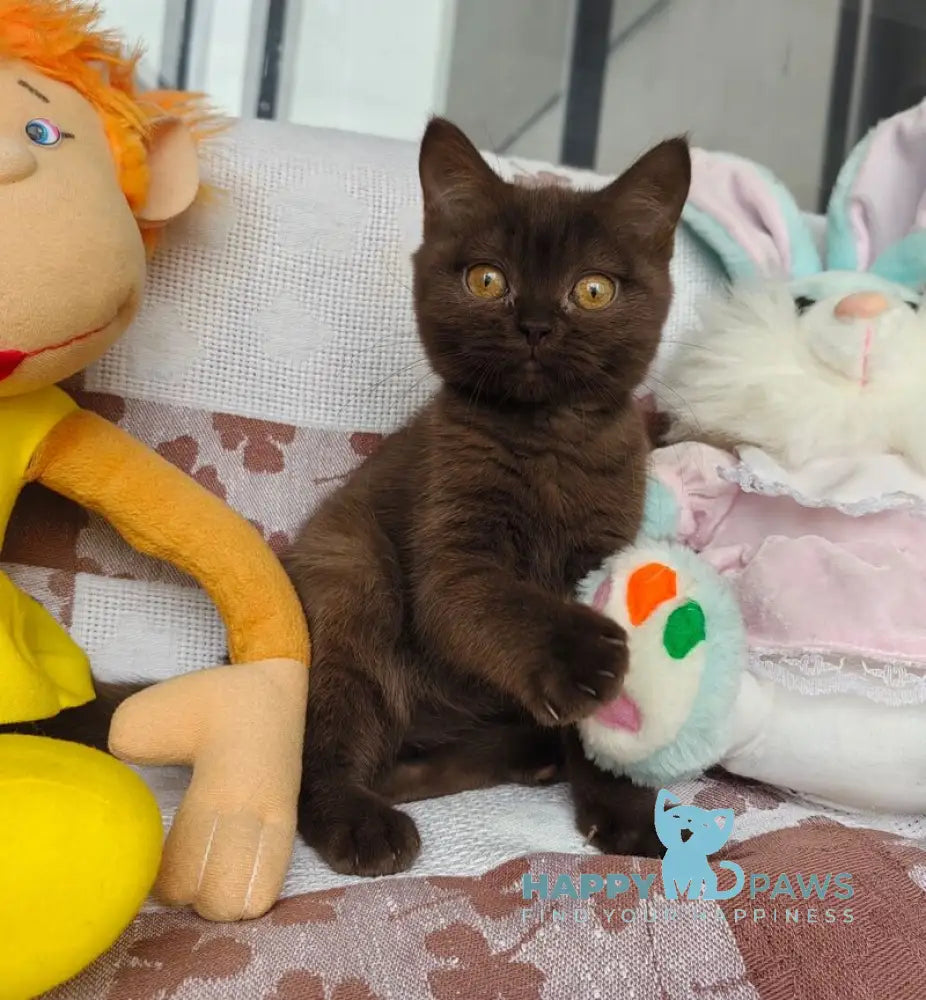 Monika British Shorthair female chocolate live animals