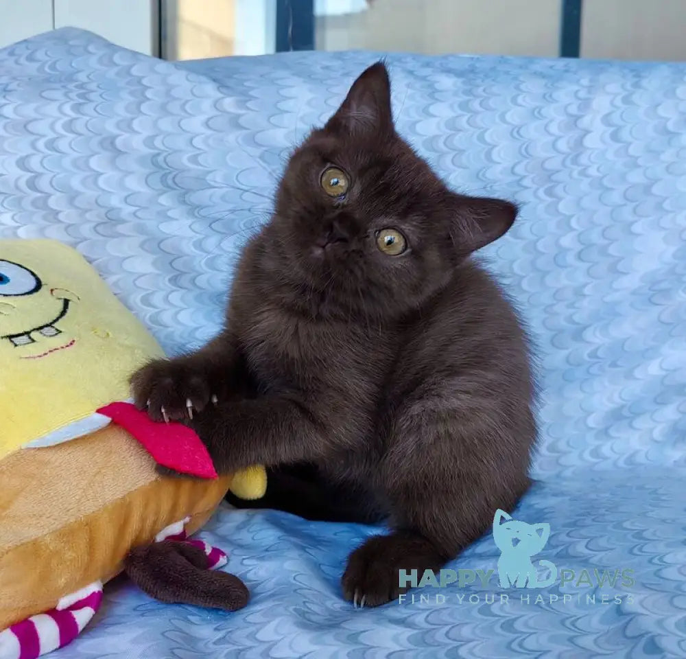 Monika British Shorthair female chocolate live animals