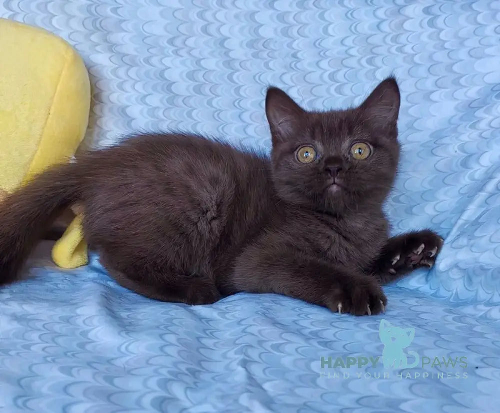 Monika British Shorthair female chocolate live animals