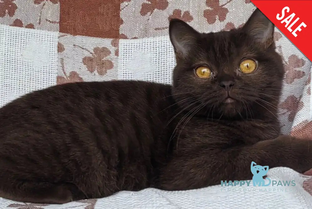 Monika British Shorthair female chocolate live animals