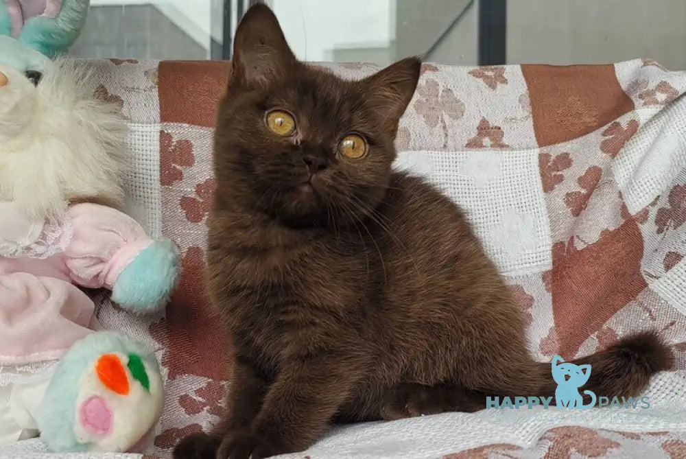 Monika British Shorthair female chocolate live animals