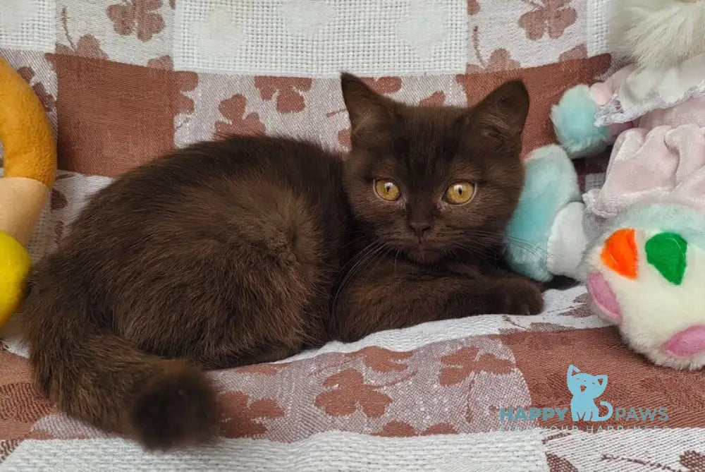 Monika British Shorthair female chocolate live animals