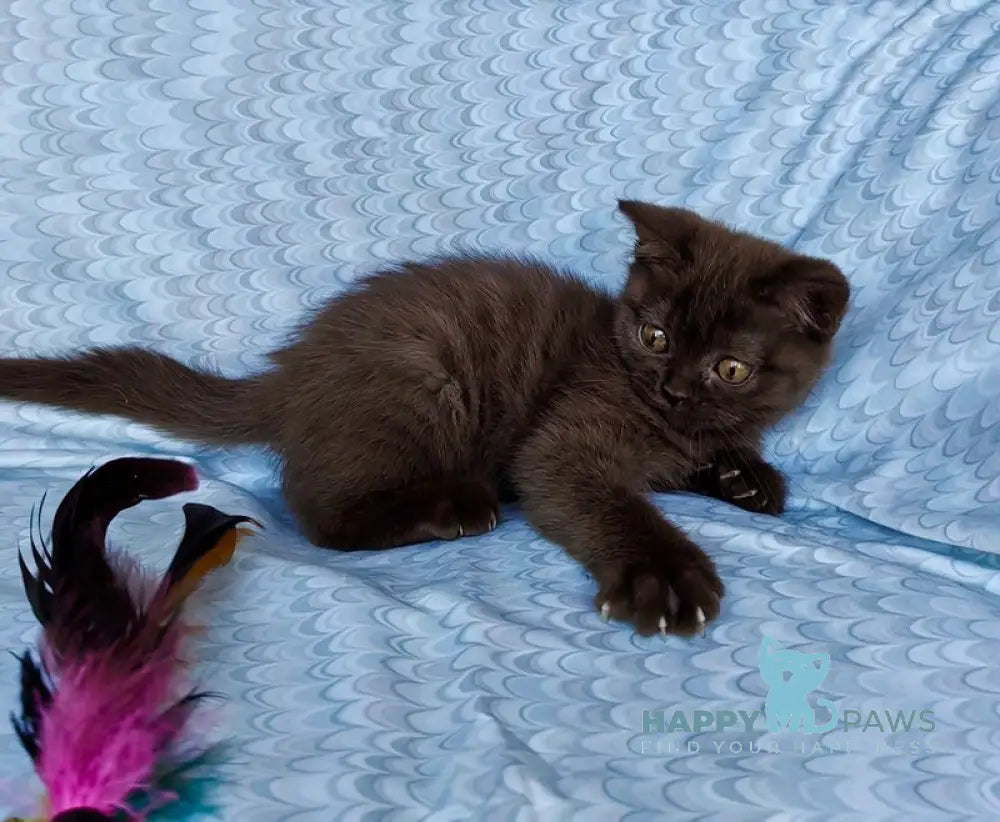 Monika British Shorthair female chocolate live animals