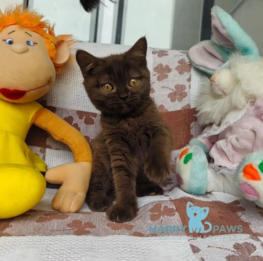 Monika British Shorthair female chocolate live animals