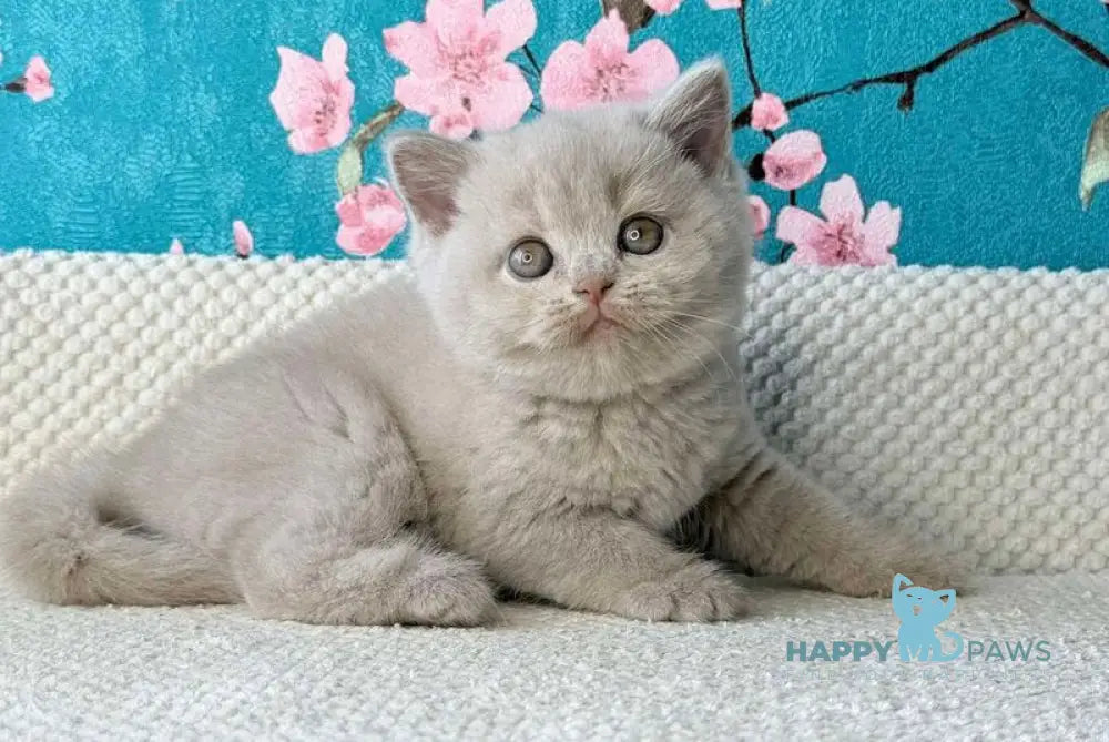 Monika British Shorthair female fawn live animals