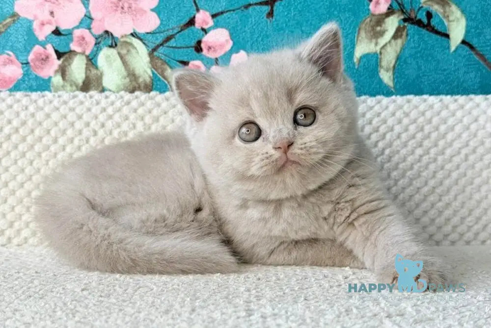 Monika British Shorthair female fawn live animals