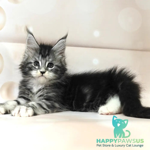 Monika Maine Coon female black silver tabby with white - live animals