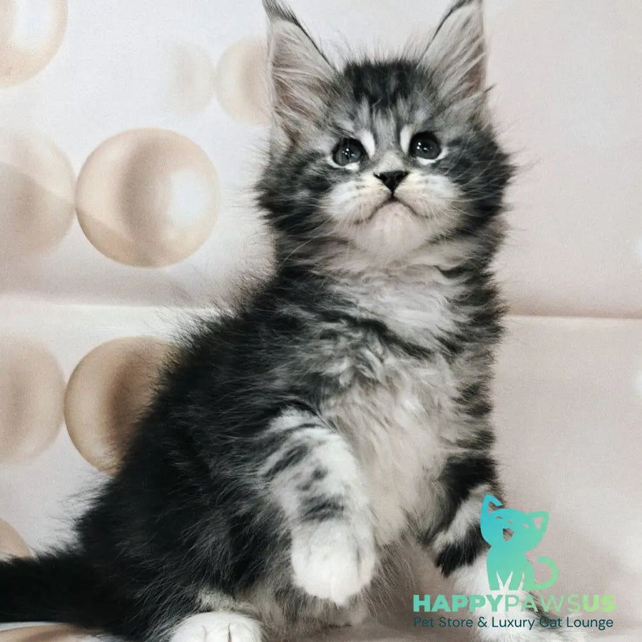 Monika Maine Coon female black silver tabby with white - live animals