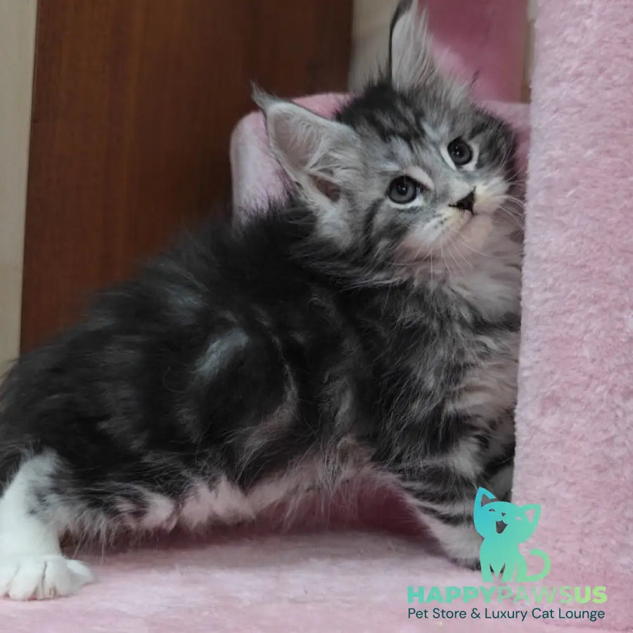 Monika Maine Coon female black silver tabby with white - live animals