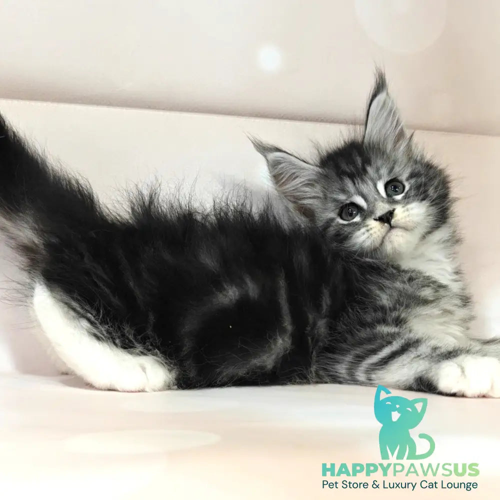 Monika Maine Coon female black silver tabby with white - live animals