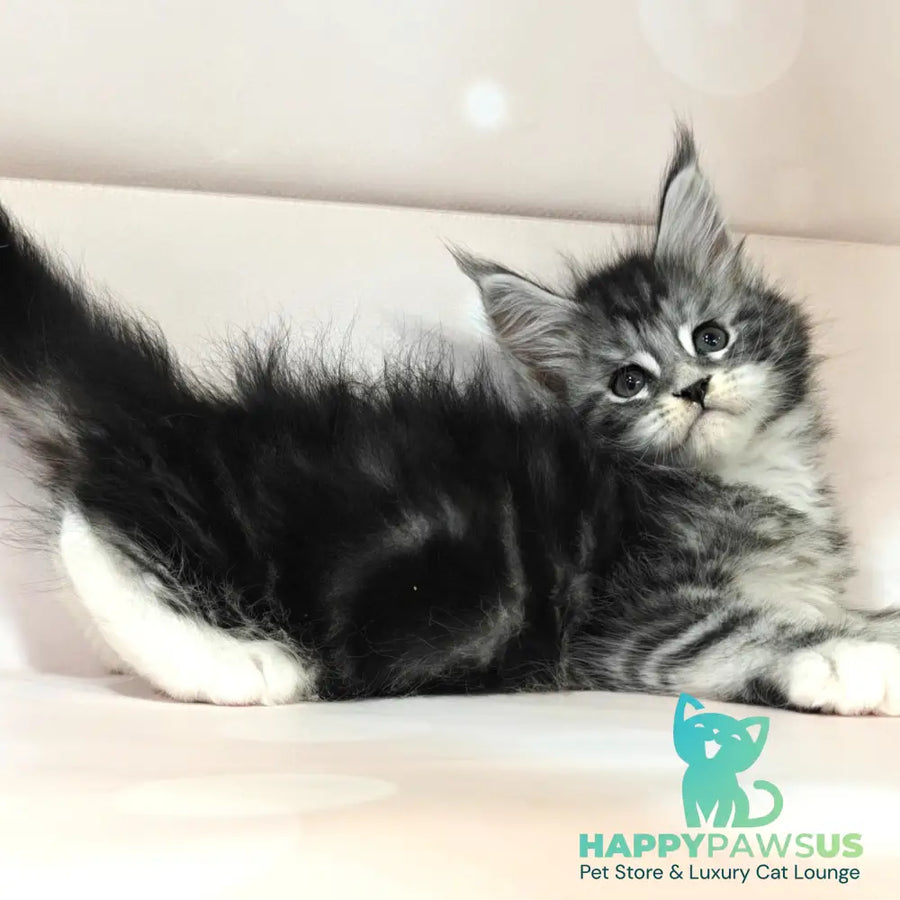 Monika Maine Coon female black silver tabby with white - live animals