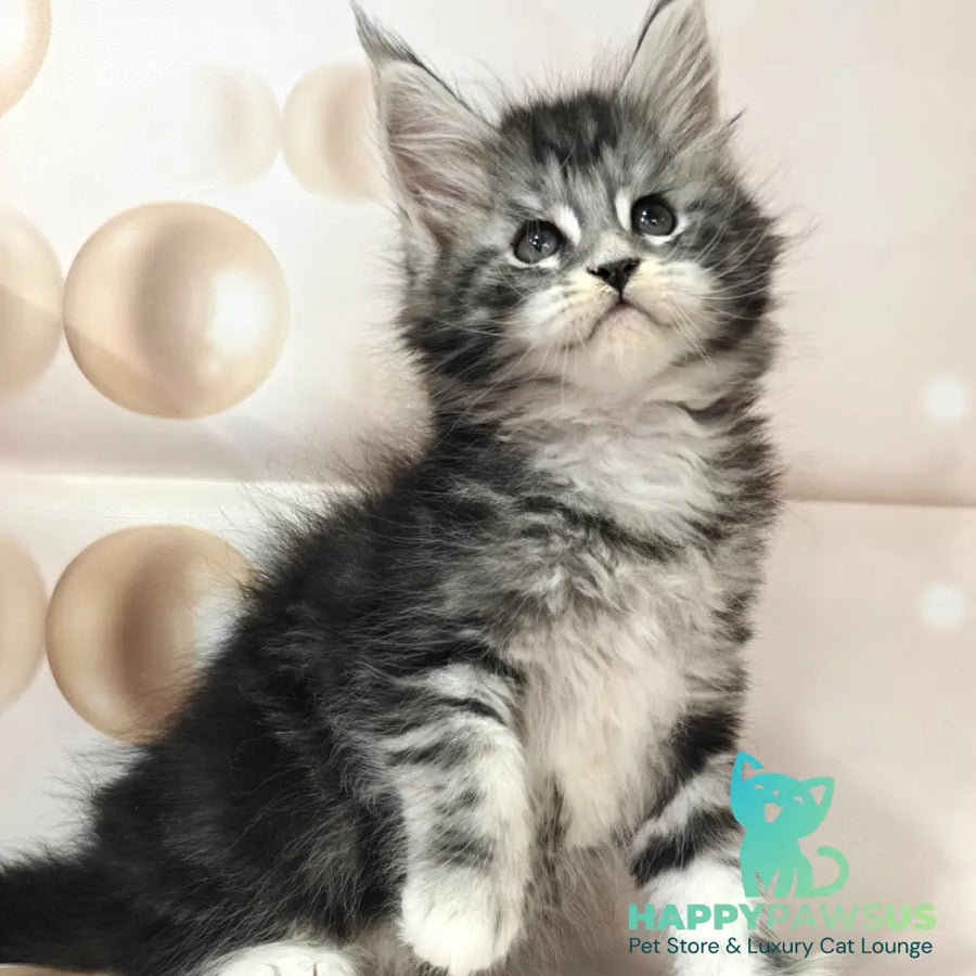 Monika Maine Coon female black silver tabby with white - live animals