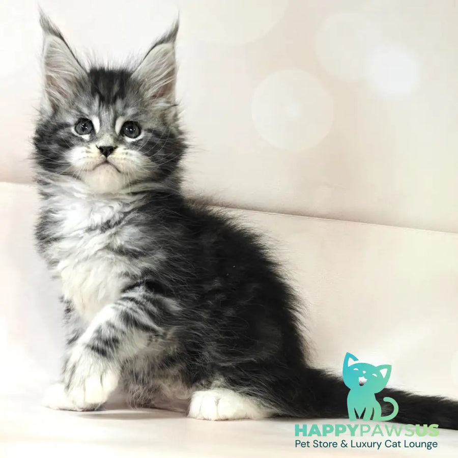 Monika Maine Coon female black silver tabby with white - live animals