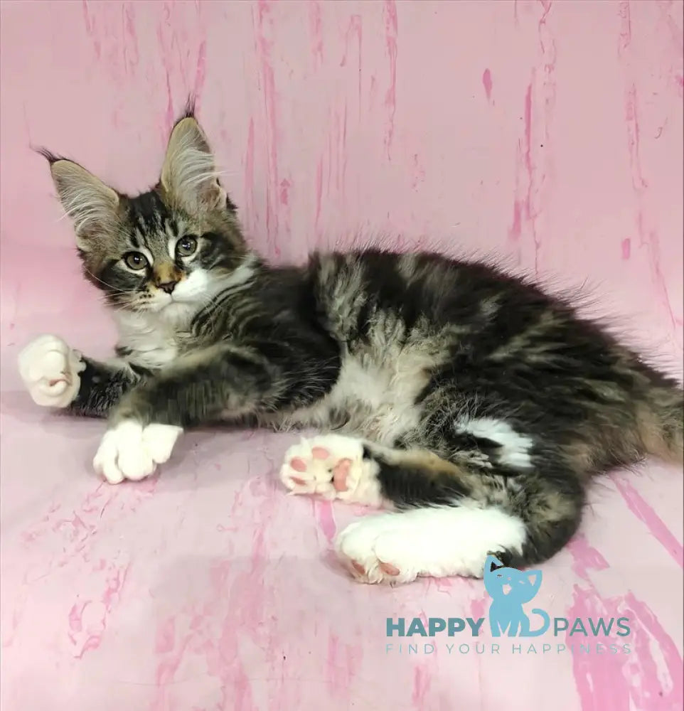 Monika Maine Coon female black tabby with white live animals