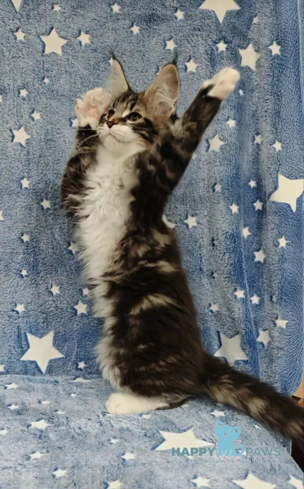 Monika Maine Coon female black tabby with white live animals