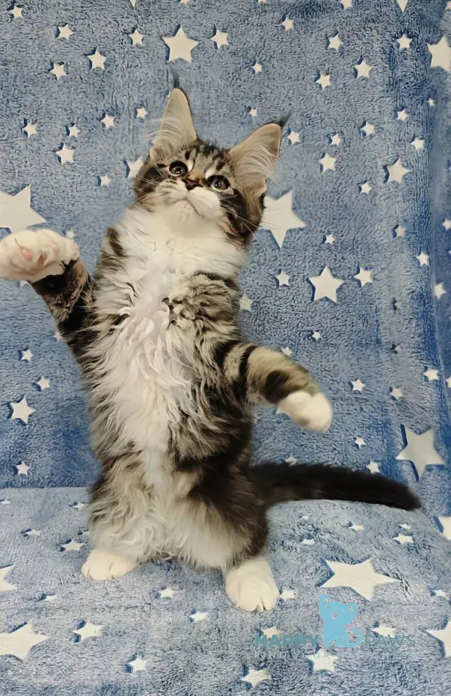 Monika Maine Coon female black tabby with white live animals