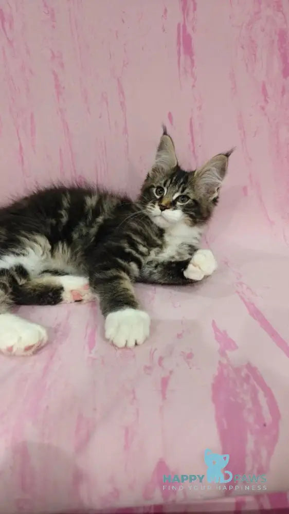 Monika Maine Coon female black tabby with white live animals