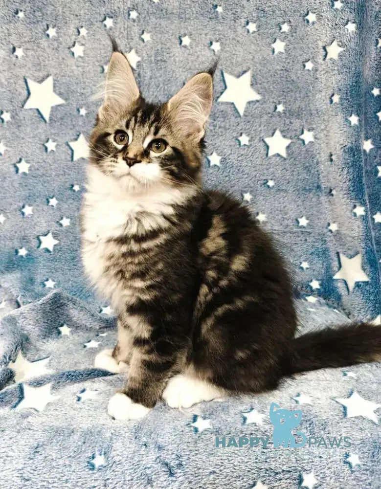 Monika Maine Coon female black tabby with white live animals