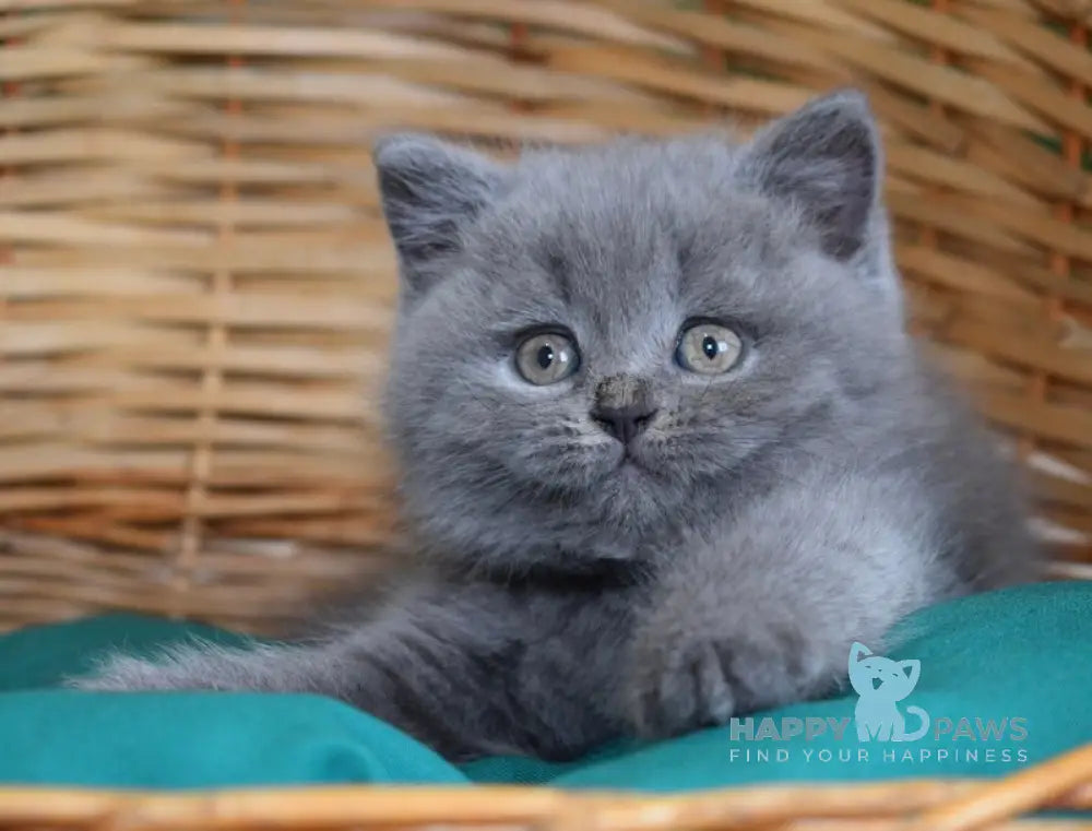 Monika Scottish Straight female blue live animals