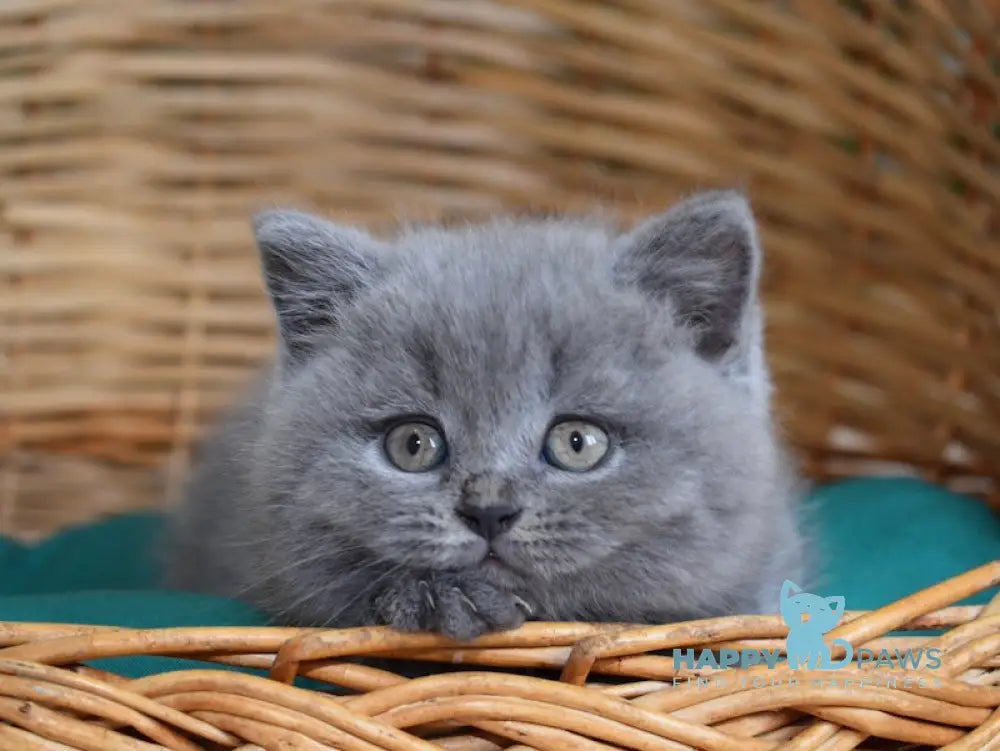 Monika Scottish Straight female blue live animals