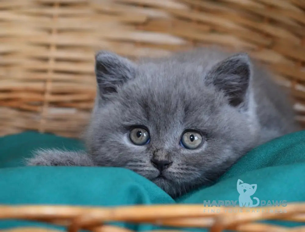Monika Scottish Straight female blue live animals