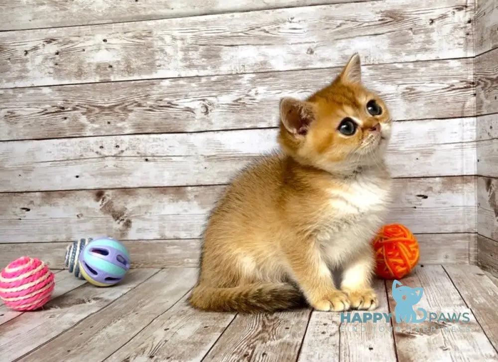 Monreal British Shorthair male black golden shaded live animals