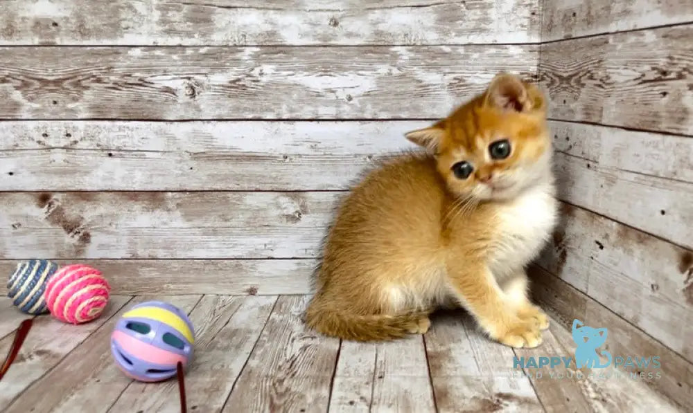 Monreal British Shorthair male black golden shaded live animals