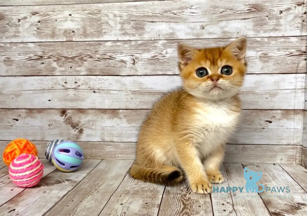 Monreal British Shorthair male black golden shaded live animals