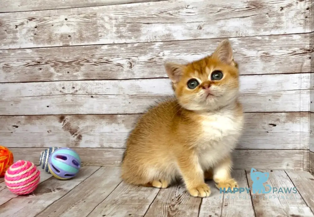 Monreal British Shorthair male black golden shaded live animals