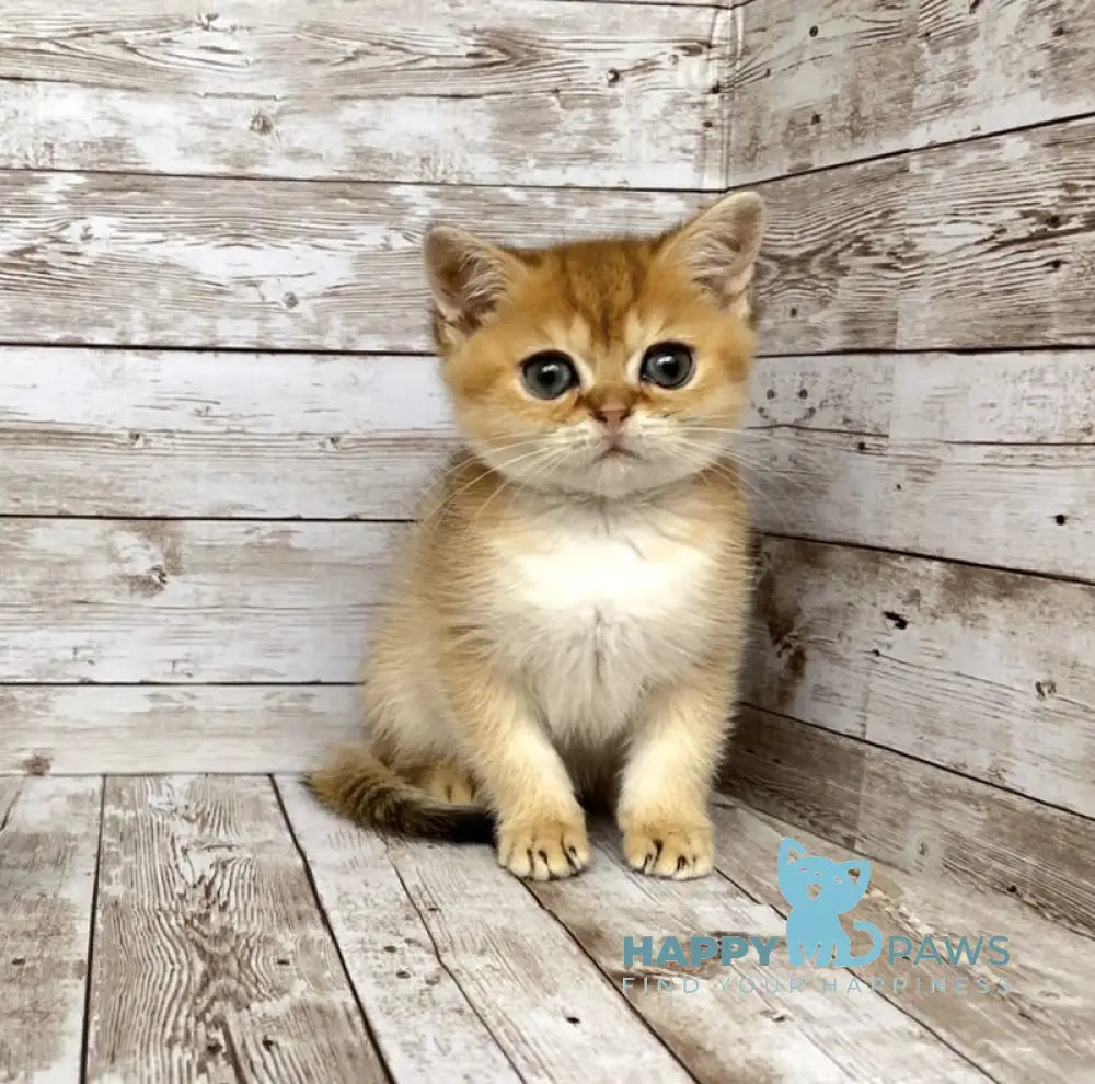 Monreal British Shorthair male black golden shaded live animals