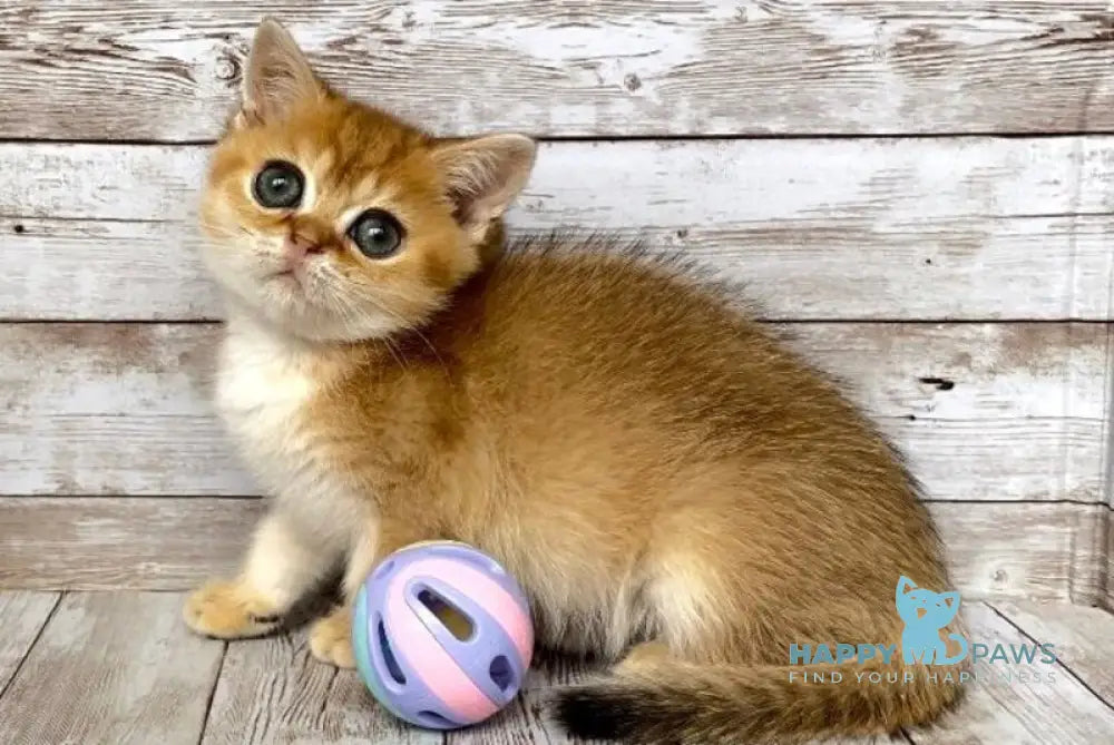 Monreal British Shorthair male black golden shaded live animals