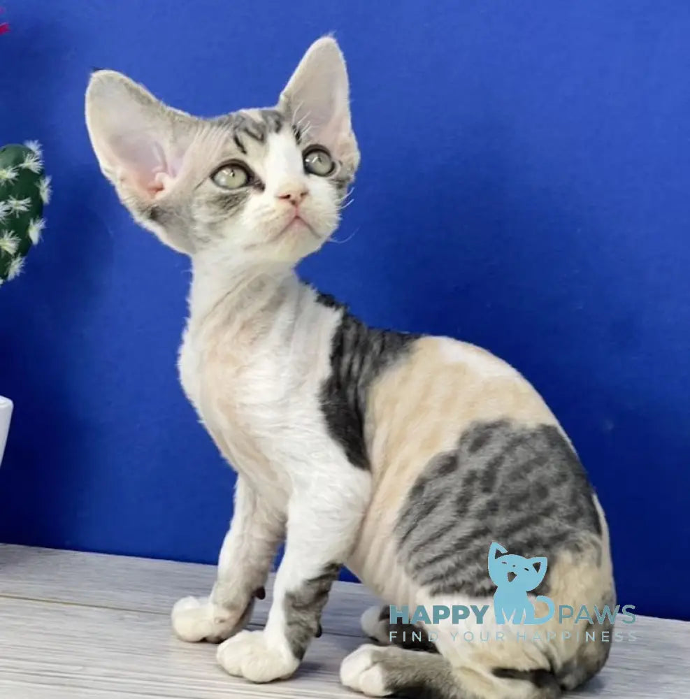 Monro Devon Rex female black tortie silver bicolour live animals
