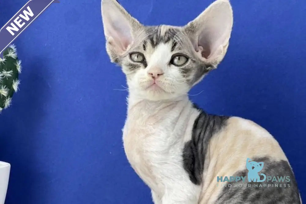 Monro Devon Rex female black tortie silver bicolour live animals