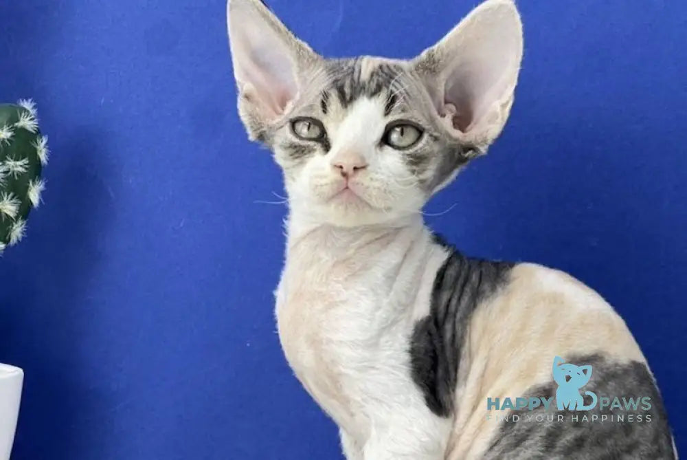 Monro Devon Rex female black tortie silver bicolour live animals