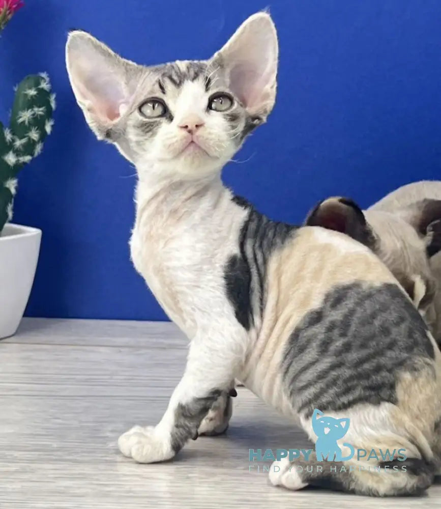 Monro Devon Rex female black tortie silver bicolour live animals