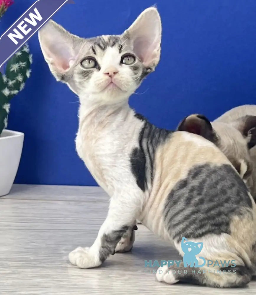 Monro Devon Rex female black tortie silver bicolour live animals