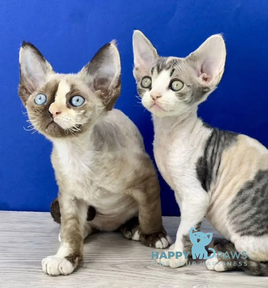 Monro Devon Rex female black tortie silver bicolour live animals