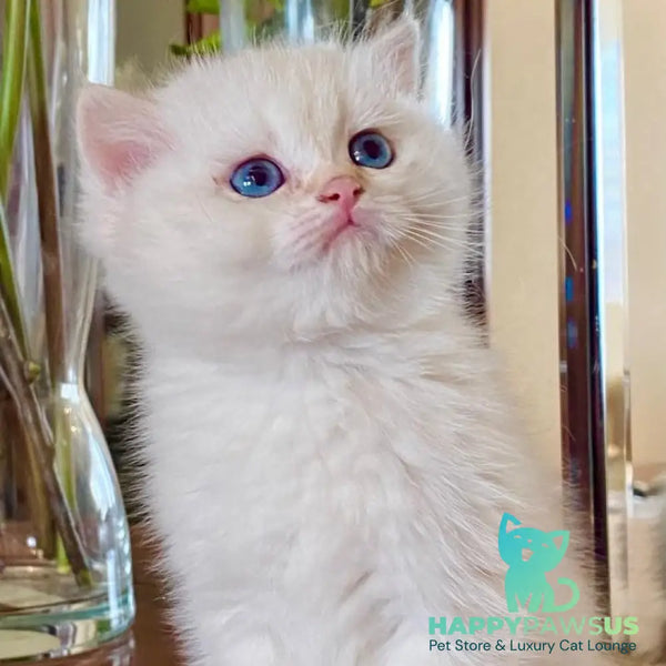 Montana British Shorthair female chocolate golden chinchilla - live animals