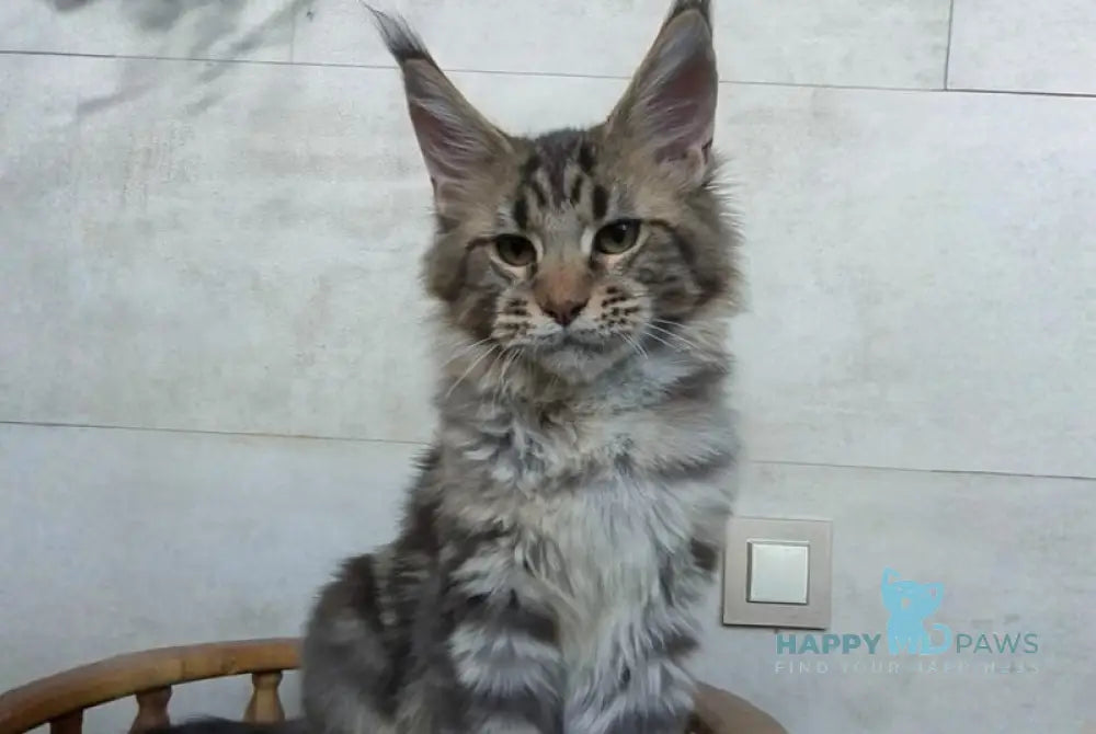 Monterey Maine Coon male black tabby - live animals